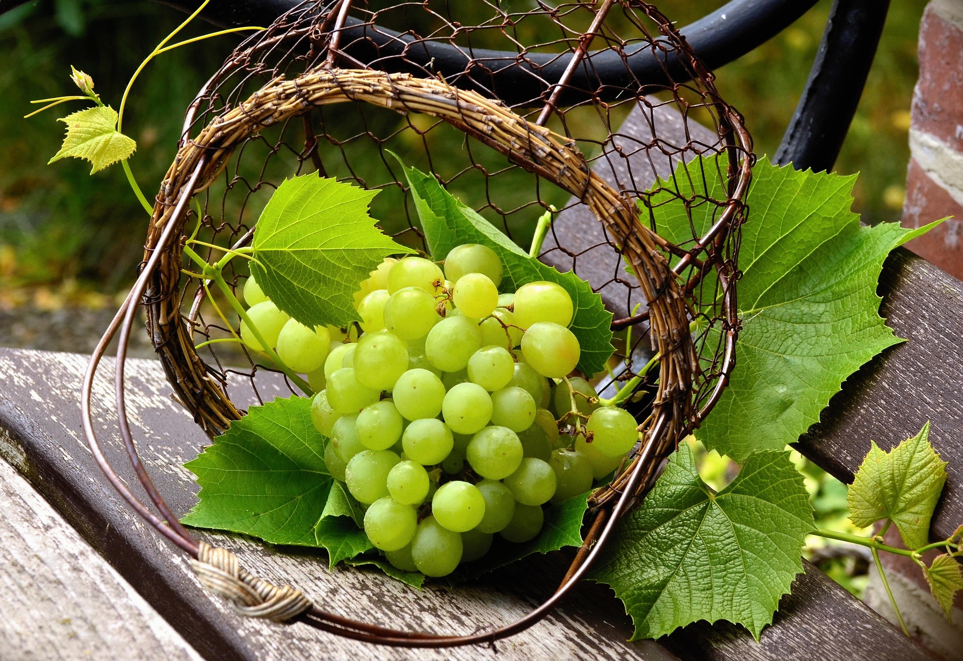 Grapes
